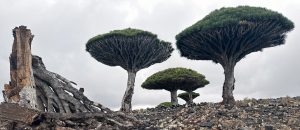 001-dragons-of-socotra-bts