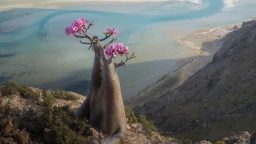 Bottle tree over Detwah BTS