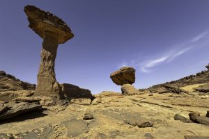 Two mushrooms in Chad bts